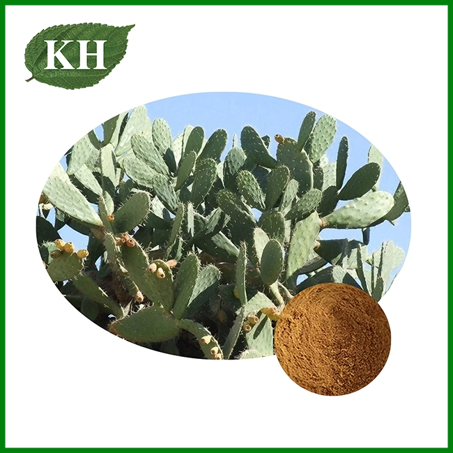 Hoodia Cactus Extract